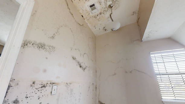 Best Emergency Mold Remediation  in Elwood, IN