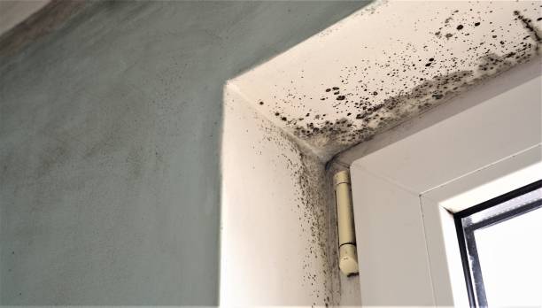 Best Commercial Mold Inspection  in Elwood, IN