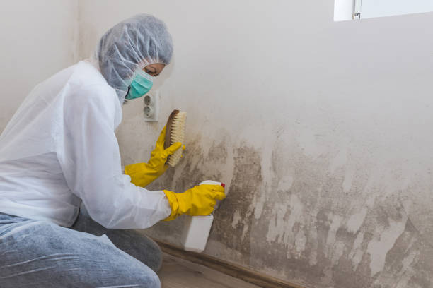 Best Mold Removal for HVAC Installations  in Elwood, IN