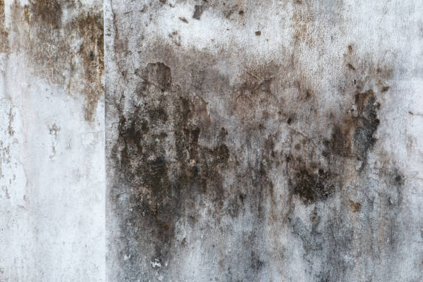 Best HVAC Mold Inspection and Cleaning  in Elwood, IN