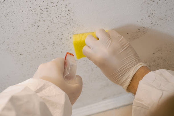 Best Forensic Mold Investigation  in Elwood, IN