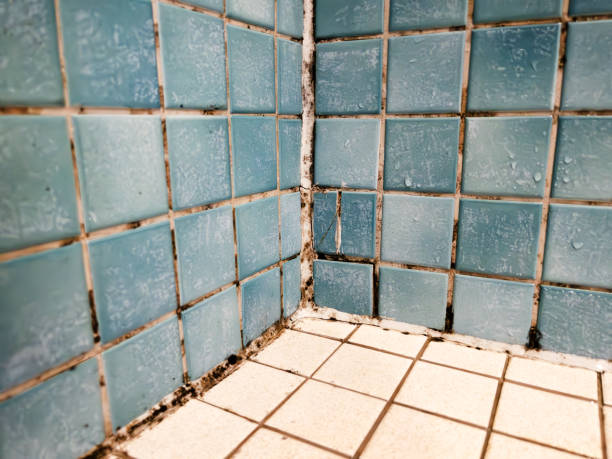 Professional Mold Removal in Elwood, IN