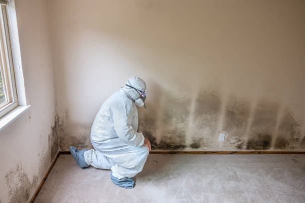 Best Mold Removal for HVAC Installations  in Elwood, IN