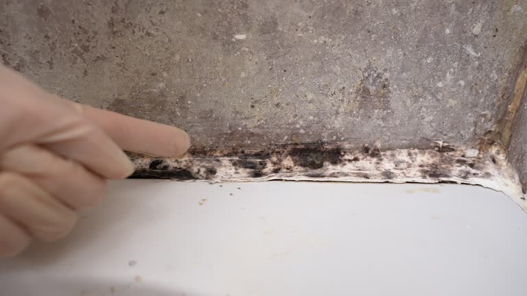 Best Environmental Consulting for Mold Prevention  in Elwood, IN